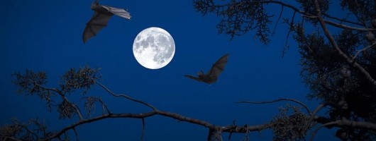full-moon-night-bats-darkness-halloween